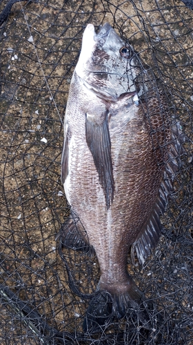 チヌの釣果