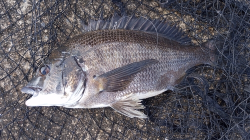 チヌの釣果