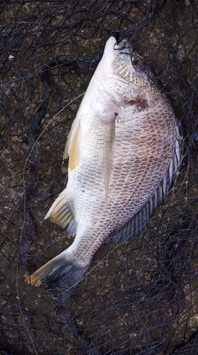 キビレの釣果