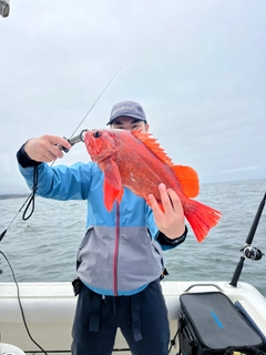 メバルの釣果