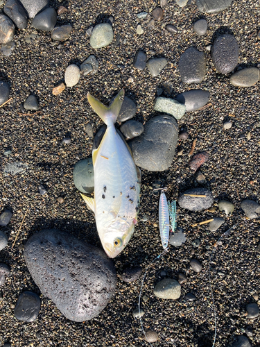 ショゴの釣果