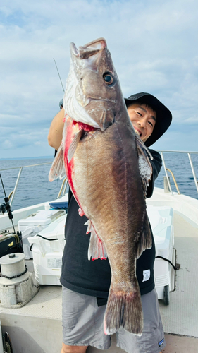 アラの釣果