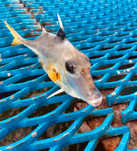 ギマの釣果