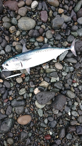 ソウダガツオの釣果