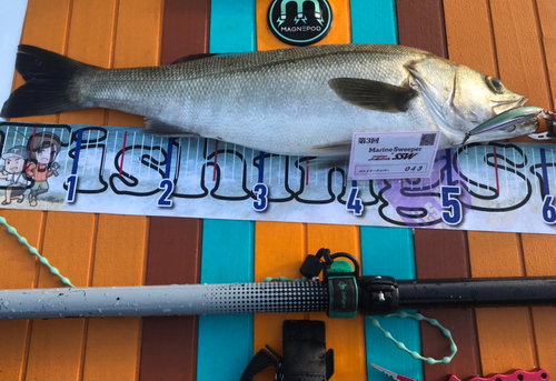 シーバスの釣果