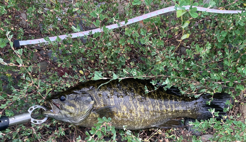 スモールマウスバスの釣果