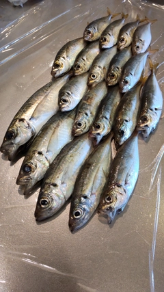 アジの釣果