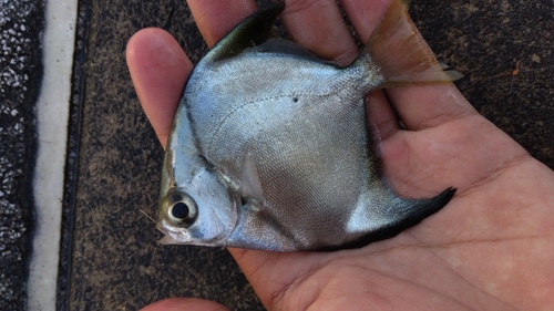 ヒメツバメウオの釣果