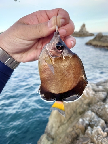 シラコダイの釣果