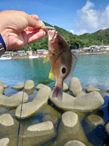 クロホシフエダイの釣果