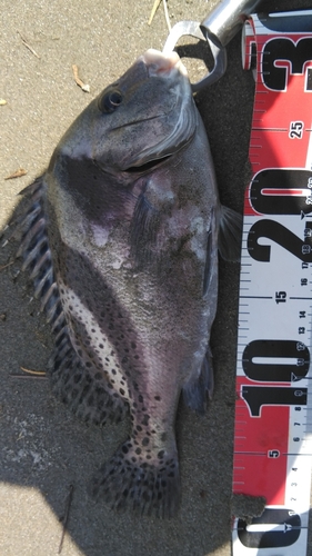 コショウダイの釣果