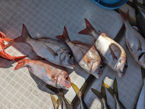 タイの釣果