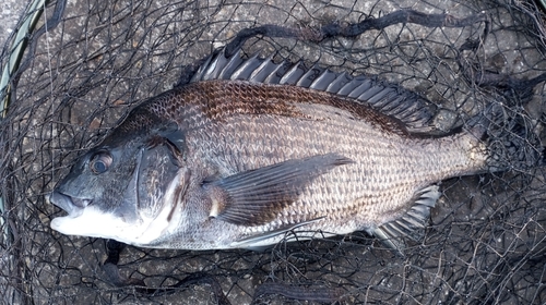 チヌの釣果