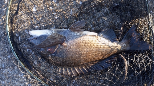 チヌの釣果