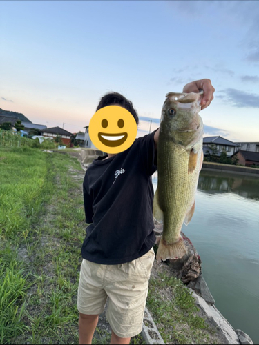 ブラックバスの釣果