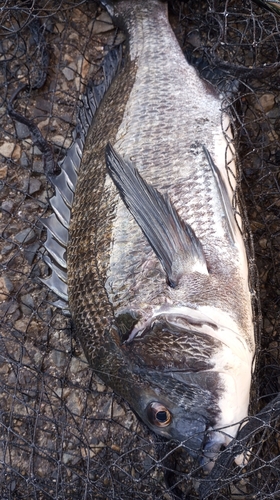 チヌの釣果