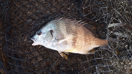 キビレの釣果