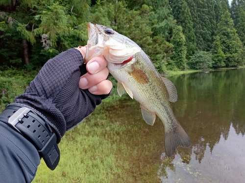 ラージマウスバスの釣果