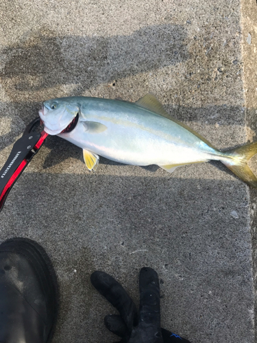 ワカシの釣果