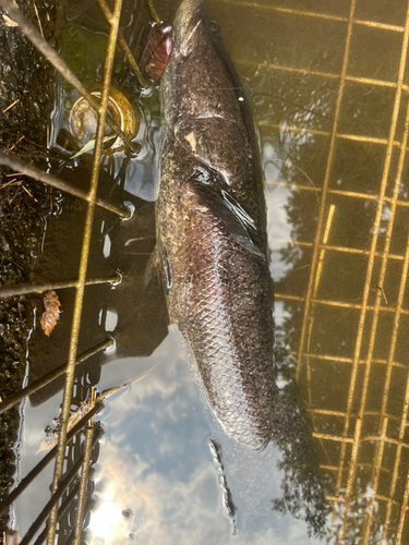 カムルチーの釣果