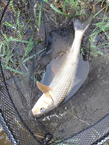 コウライニゴイの釣果