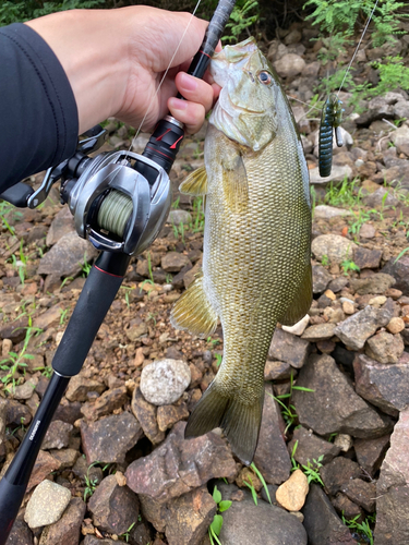 スモールマウスバスの釣果