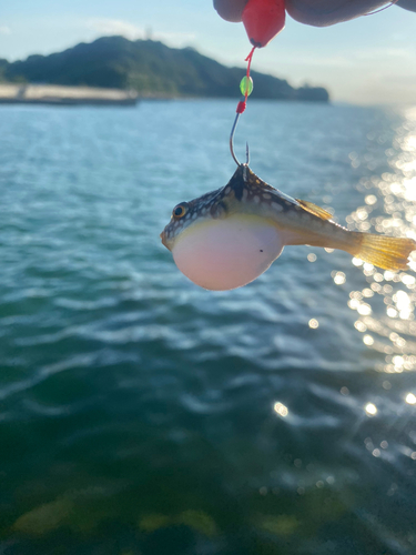 フグの釣果