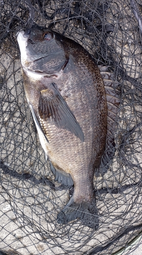 チヌの釣果