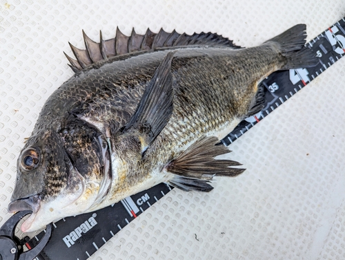 チヌの釣果