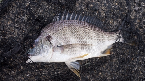 キビレの釣果