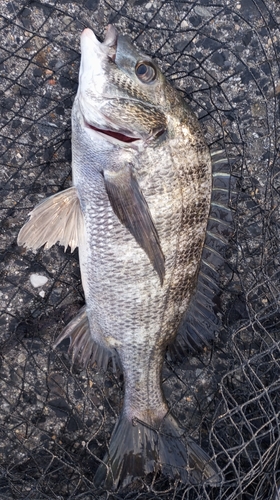 チヌの釣果