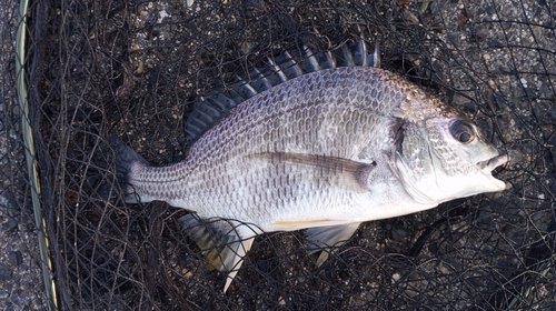 キビレの釣果