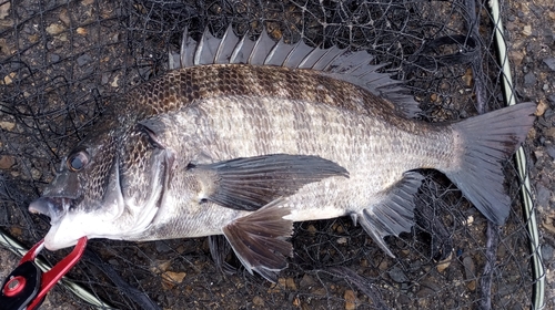 チヌの釣果