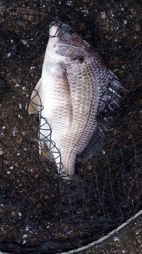 キビレの釣果