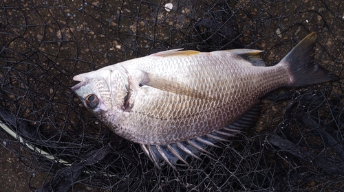 キビレの釣果