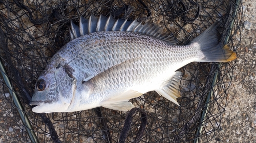 キビレの釣果