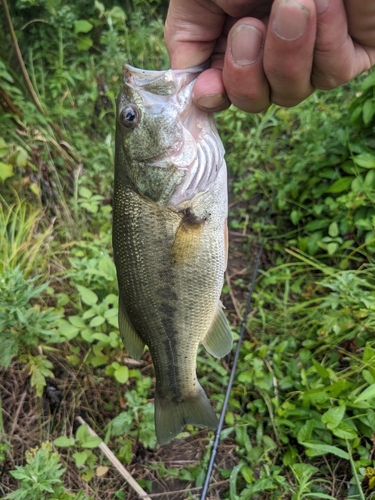 ブラックバスの釣果