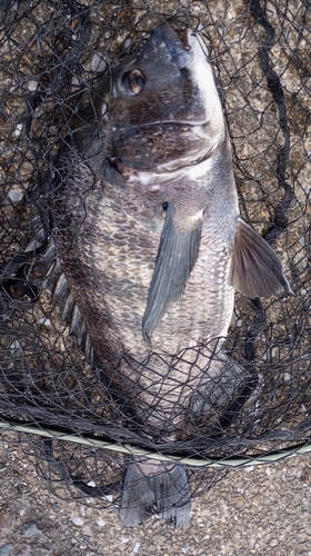 チヌの釣果