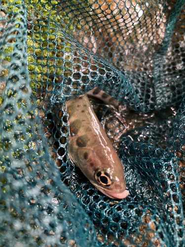 アマゴの釣果