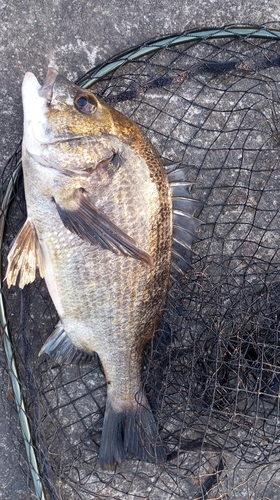 チヌの釣果