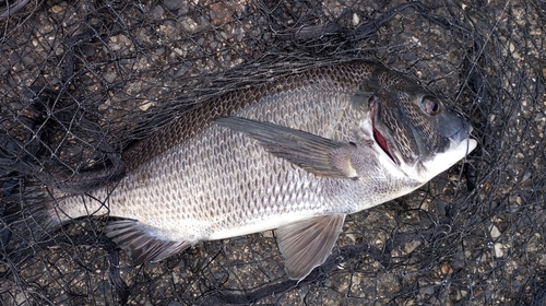 チヌの釣果