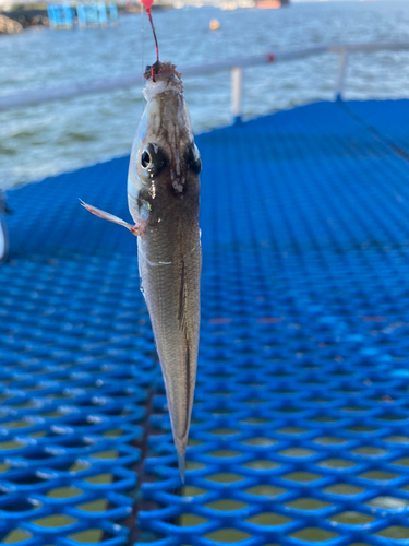 シロギスの釣果