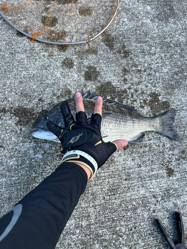 クロダイの釣果