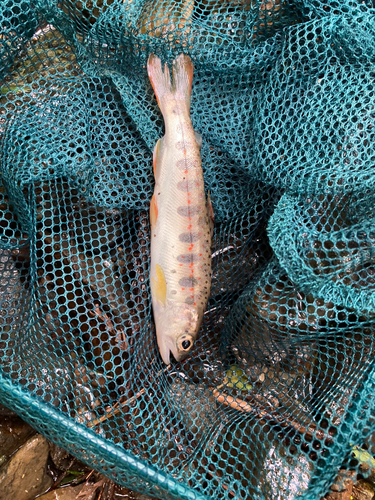 アマゴの釣果