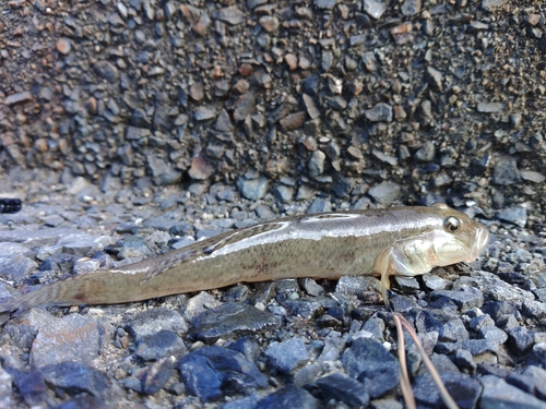 ハゼの釣果