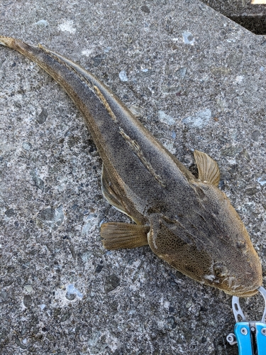 マゴチの釣果