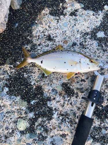 ショゴの釣果