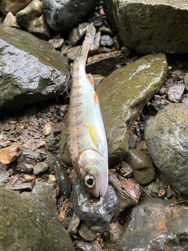 アマゴの釣果