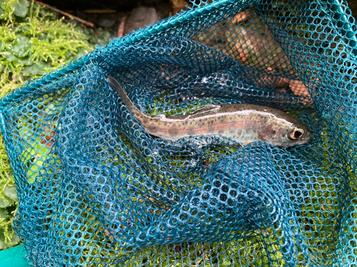 アマゴの釣果