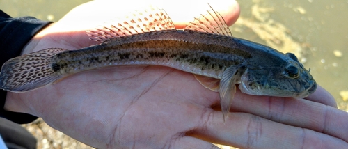 ハゼの釣果